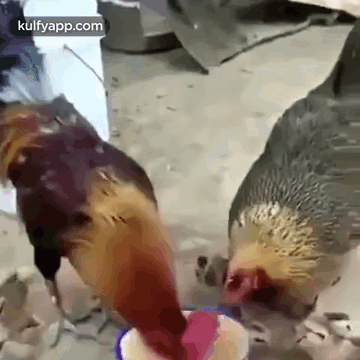 Why Mothers Day GIFs Dominate TikTok, GIPHY, and GifVif